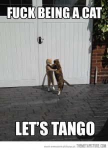 funny-cats-dancing-tango.jpg