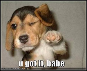 loldog_funny_pictures_you_got_it_babe_funny_dogs-s400x326-31528-580.jpg